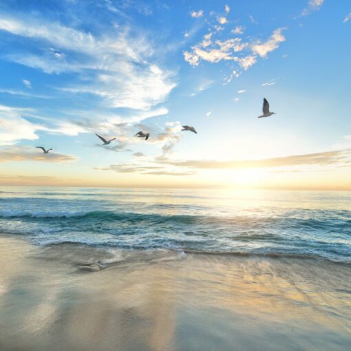 Seabirds