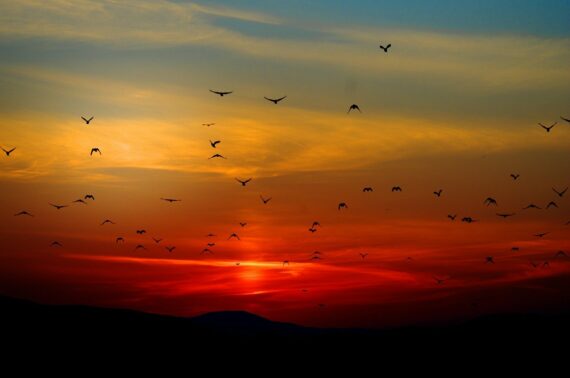 Birds and Mountains